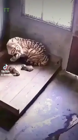 Tiger Mother #tiger #animals 