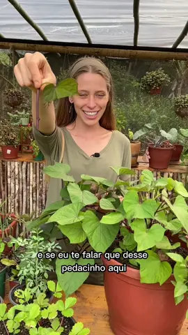 8 kg de batata doce 🍠 desse pedacinho de rama, em APENAS 4 meses!  Olha a abundância dessa planta que faz raízes e FOLHAS comestíveis! Só não pode comer as folhas cruas. Viu?!  #dedoverde #hortas #hortaorganica #hortaemvasos #horta #hortaemcasa #hortaurbana #hortacaseira #hortaorgânica #hortaemapartamento #batatadoce #plantar