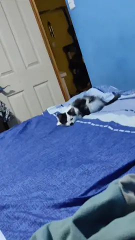 #gato #parati #gatos #