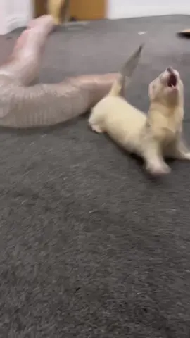 Lets charge up Irwin, part two! #ferret #ferretsoftiktok #ferrettiktok #ferretsareawesome #ferrettok #ferretslove #ferretsrule #ferretsplaying 
