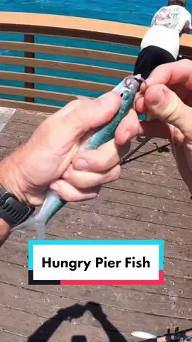 You never know what’s gonna eat a live sardine on the bottom! #fishing #fishtok  