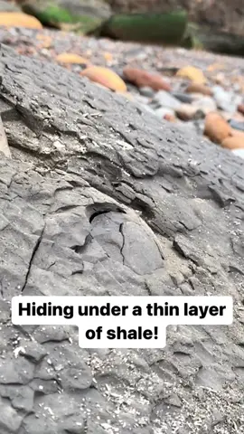 Here’s an ammonite rock that we found in a shale slab and opened up on the beach🏝🌊 Inside, a stunning Dactylioceras tenuicostatum ammonite from the Jurassic 😍🦑 This ammonite is around 185 Million Years Old 💀  If you’d like an ammonite rock to crack open, please message us directly on yorkshire fossils or visit our website yorkshirefossils.NET 🦕 For more videos, check out our YouTube channel Yorkshire Fossils 🏝 Thanks for supporting our page! 🐊 #fyp #natural #nature #fossil #fossils #ancient #animals #art #ammonite #ammonites #dinosaur #scientist  #minerals #paleontology #whitby #geologist #dorset #geology #charmouth #jurassic #yorkshire #beach #coast #sea #water #squid