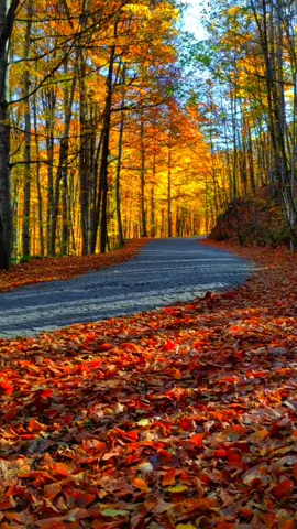 İnsanın gözü görmeyi, gönül gözü güzel görmeyi öğretir.🍂🍁🌲  Gönül gözüyle görenlerin hayran olduğu yedigöller yolunun bugünki şiir yazmalık, güzel söz yazmalık hali sizlerle 🍂🍁🤗  Bu güzel yolda kiminle yürümek isterdin?🧑‍🤝‍🧑🍂🍁☺️ Videoyu ona gönder.☺️  #tatil #seyahat #bolu #gezilecekyerler #gezi #sonbahar #autumn #yol #yedigöller #bolu #doğa #yaprak 