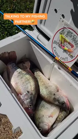 🤣😭 usual talk with  @little8riddle #CRAPPIECASKET #TEAMDANDD #LITTLERIDDLEJIGS #crappie #fishing #mississippi #garminlivescope #slabs #pigs #fishtok  #fyp #mikeepps  #funny