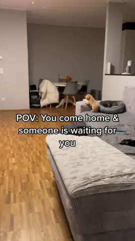 Her reaction is priceless 🥹 #puppy #puppylove #tinydog #cutedogsonly #dogsoftiktok #teacuppuppies #teacuppoodle #maltipoo #toypoodle #toypudel #welpe #maltipoosoftiktok #dogslover #dog #fypage #fyp #foryou #fürdich #fürdich 