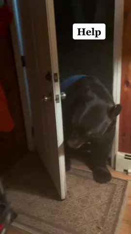 Bear closing door could be hunted as NJ Gov Murphy opened a bear hunt in Dec. I call him 609-292-6000 and asked him to STOP THE HUNT #bear #wildlife #foryou #fyp #video #viral #animals #pet #dog #cat 