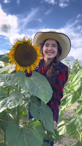 Un señor girasol 