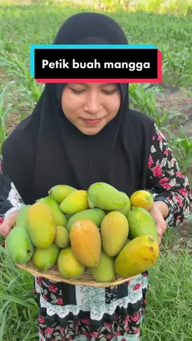 Buat kue bolu toping mangga #mammamialezatos #fyp #foryou #petikbuah #buahmangga 
