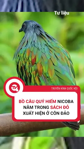 Loài chim xinh đẹp quý hiếm cần được bảo vệ #quochoitv #tintuc #thegioidongvat #chimquy #nicoba #sachdo