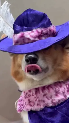 Pigpig pimpin 💎 #corgi #dogsinclothes #foryou #funnydogvideos #cutedogs 