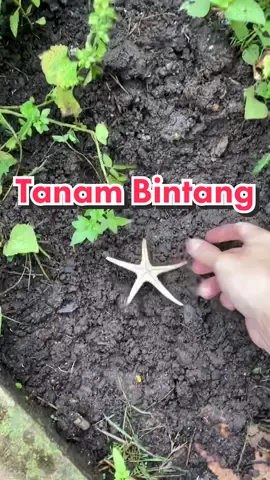 Membalas @Kakgerry anak bintang laut ny lucu lucu ya