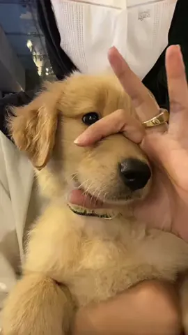 met my new sister, Calli🐶 #goldenretriever #golden #puppy #fyp #goldenretrieverlife #doggy 