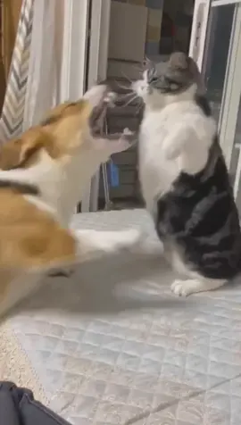 They look like love each other so much #cat #kitty #dogcat #animals #catanddog 