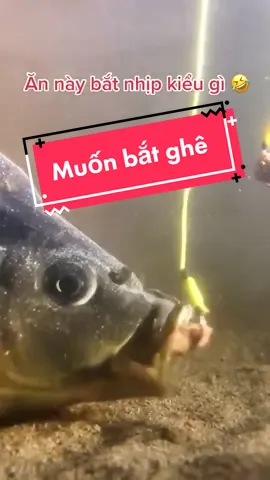 Nó đây các bác 😑😑 #luylyn #câu_đài #cauca 
