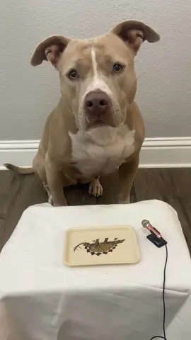 Cronch. #dogs #dogsoftiktok #asmr #cronch 