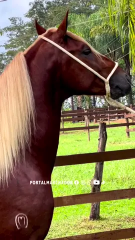 ❤️🐴 #marchabatida #marchador #mangalargamarchador #mangalargabrasil #marchadordeelite #mangalarga #abccmm #viral #cowtrylife