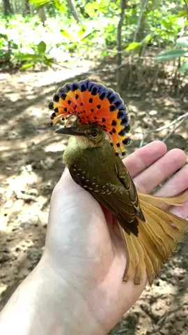 Royal Flycatchers are a majestic species that might have the best haircut in the world. #birdtok #bird #birdtok🦜 #nature #wildlife #hair #hairstyle 