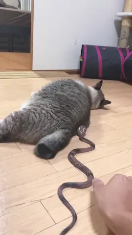 Oww 🤭 #viral #animalesdetiktok #animalesdetiktok #gatos #gatosgraciosos😻😂 #gatosgraciosos #gatosdeinstagram #gatosasustados #sustosgraciosos #gatoquecanta 
