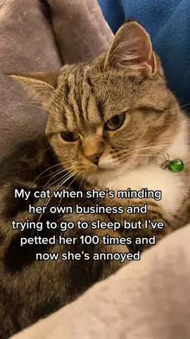 She loves me really 😭😅 #kitten #kittensoftiktok #catsoftiktok #cute #adorable #sweet #gorgeous 