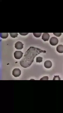 Imagens fascinantes de um glóbulo branco humano perseguindo uma bactéria filmada através de um microscópio.  Crédito: David Rogers #ciencia #curiosidades #notícias #foryou 