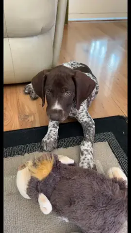 Oh Winston ❤️🥹🐕 #germanshorthairedpointer #gsp #puppy 