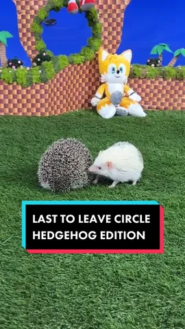 Sonic would be proud of these hedgehogs, Sonic Frontiers is available now on consoles and PC. #SEGA #SonicFrontiers 