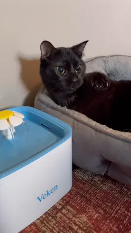 Slurp👅💦 #fyp #fypシ #foryou #catsoftiktok #thirsty #refreshing #trend #funny #cats #willywonky #duet #PetsOfTikTok #Love #comedy #skit #blackcat #cutecat #specialneedscat 