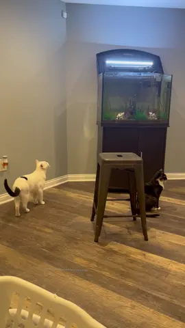 Cannonball!!! 😹💥🐟  (Via @brookeclukey) #CatTok #PetTok #CatParents #CuteAnimals #Cats #PetParents #CuteCats #FunnyCats #CatMemes #Memes #PetMemes