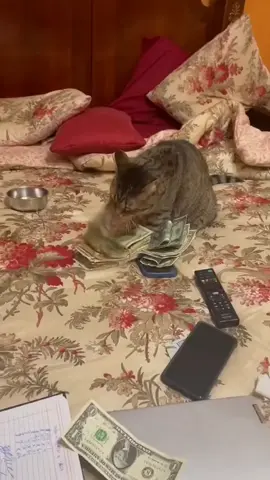 The cat likes counting money.