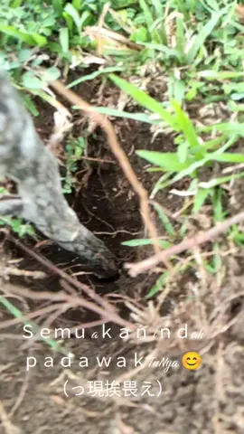 apa yg kita tanam itu yg akan kita tuai #fyp #pabrik semen#manokwari_papuabarat