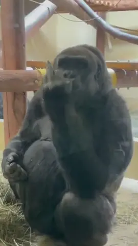 Bob is NOT in the mood today 🙄🤣 #gorilla #zoo #kids #funny #fail