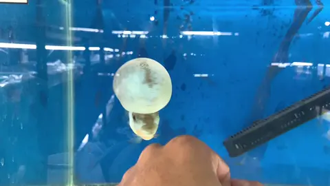 Nkita ko lang sa show thai silk 🥶 #fyp #foryoupage #fishkeeper #pulistiktoker #flowerhornfish #pulisfishkeeper #fyyyyppppppppppp 