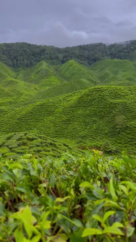 The Green tea #cameronhighland #teaplantation #malaysia 