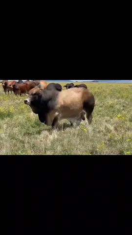 Vastrap Boran Bulls available, kindly send a message to the Facebook or Instagram page if you're interested. 🤠 Let's farm #farmlife #farming #agriculture #borancattlebreederssociety #boran #vastrapboran 