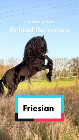 Can you believe this mane? 😱❤️‍🔥 Friesian stallion Ernie was my model and the photos are amazing ❤️ do you like Friesian horses?  #thepixelnomad #friese #frieserhest #friesianhorse #friesianstallion #amazinghorse #beautifulhorse #horsephotography #pferdefotografie 