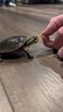 HILARIOUS RUNNING TURTLE IS QUITE FAST!! #breakmystride #chateaupop #turtie #turtlepet #turtlewalking #turtletok #fyp #foryou #foryoupage #loveturtles #turtleeating #turtlefood #runningturtle #tiktok 