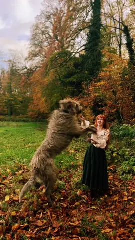 every overdressed cottagecore girl needs her scruffy wolfhound 🐺I promise he does acryally get brushed slthough he doesnt look that way lately 🍁 #cottagecore #irishwolfhound 