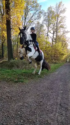 Wir hatten heute nach langem mal wieder Besuch 🥰😇 das letzte mal war bevor sie so lahm ging 💚 #stepbystep #bestertinker #horses #rapunzelpony #LassMachen #diemitdemtinker #ausreiten #tiktokviral #StemDrop001 