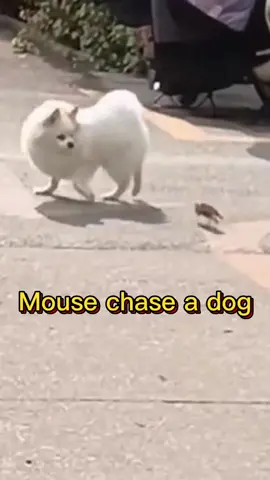 Mouse chase a dog # Funny animals # Funny pets