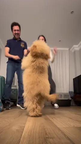 Baile del perrito with my mommy and daddy#dogdancing #baile #perrito #dogsoftiktok 
