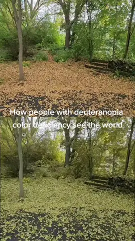 Deuteranomaly is the most common type of red-green color blindness, where greens will have a more red shade. #colorblind #colorblindness #colordefficiency #opthalmologist #optometry #deutan #deuteranomaly #deuteranopia #satisfying #peaceful #YellowstoneTV 