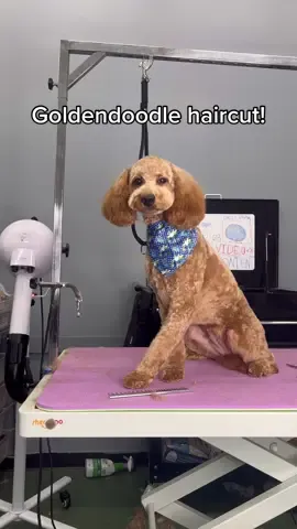 #doggroomings #dogs #goldendoodle #dogsbylogan 