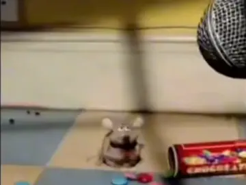 chuột ngồi nhai một mình memes9 #xh #memes #fyp #chuot 