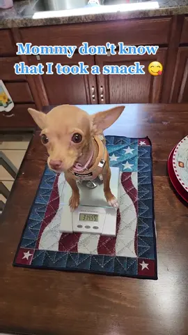 Mommy don't know that I took a snack 😋, I couldn't hold back and I'm to cute to scold me 😇😍 #chihuahuamoms #chihuahuapuppy #stayathomedogmom #lifewithdogs🐕🐶❤️ @wynstan_izabella 