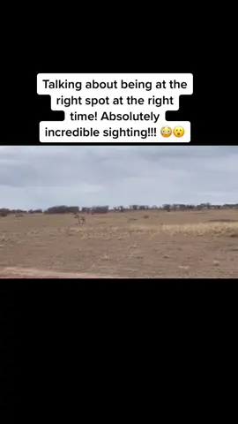 WARNING ⚠️ ⚠️⚠️⚠️⚠️⚠️⚠️⚠️⚠️ NOT FOR SENSITIVE VIEWERS ‼️‼️‼️‼️‼️‼️‼️‼️‼️‼️‼️#gamedrive #safari #spiceyelle #animals #animalsoftiktok #wildlife #nature #adventure