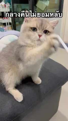 คึกเฉพาะกลางคืนคร้าบบบ 🤣 #forgiforfun #ทาสแมว #เคล็ดลับสัตว์เลี้ยง 