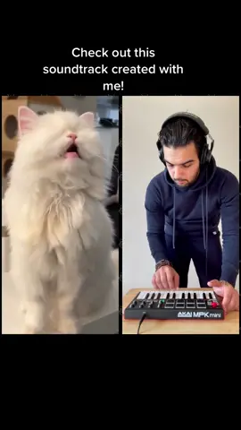 How cool is this - keep watching! Thank you amazing @nadhir.jridi06 🤩  #soundtrack #cats #catsoftiktok #catmusic #beats #drums #producer #catlovers #cutecats #coolcats #livemusic #musiccreation #musician 