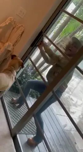Left Outside Alone….in the backyard…🤣  #l#leftoutsidealones#sofial#louiedoglove #sunyay