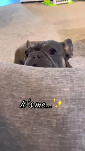 Are we besties ?? #frenchielife #trend #PetsOfTikTok #viral 