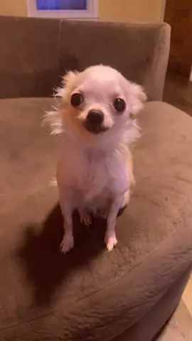 Should Honey audition for America's Got Talent? 🤔 #dogswithtalent #singingdog #funny #cute #chihuahua #dogs #fyp #candycrush10 